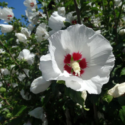 Rose of Sharon (Red Heart) - Perry