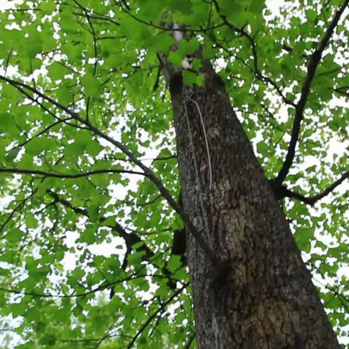 Tuliptree - Endswell