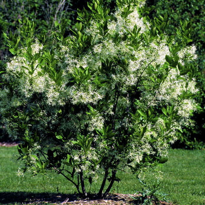 White Fringe Tree - Endswell