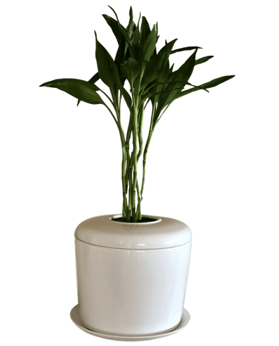 The Living Urn Indoors / Patio - Endswell