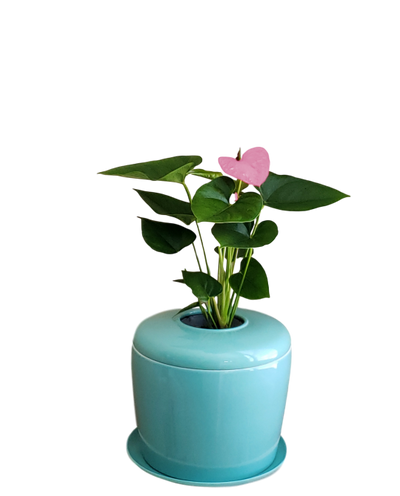 The Living Urn Indoors / Patio - Endswell