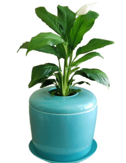 The Living Urn Indoors / Patio - Endswell