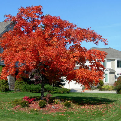 Red Maple - Perry