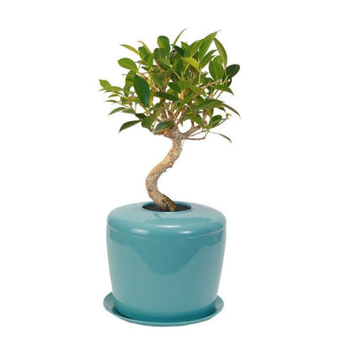 The Living Urn Indoors / Patio - Colorado Burial Preserve