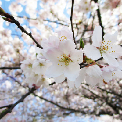 Akebono Flowering Cherry - Bunker