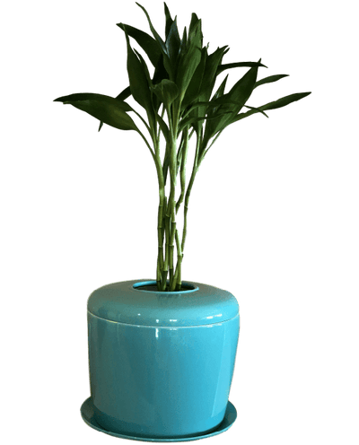 The Living Urn Indoors / Patio - Colorado Burial Preserve