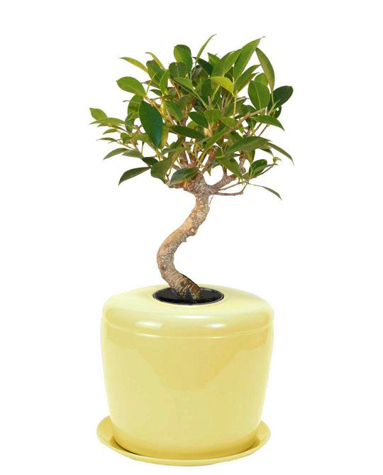 The Living Urn Indoors / Patio - Belk