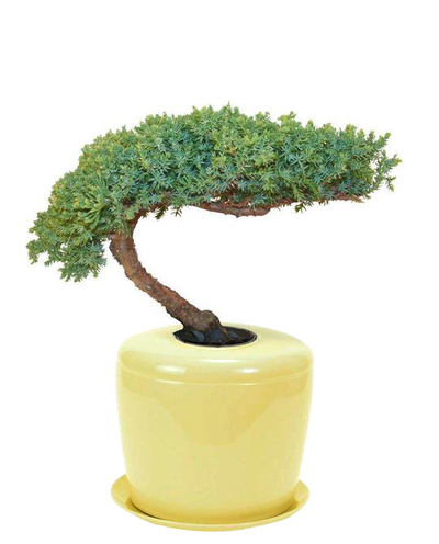 The Living Urn Indoors / Patio - Belk