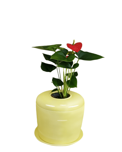 The Living Urn Indoors / Patio - Bunker