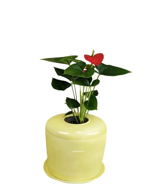 The Living Urn Indoors / Patio - Belk