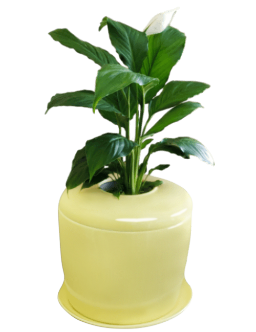 The Living Urn Indoors / Patio - Bunker