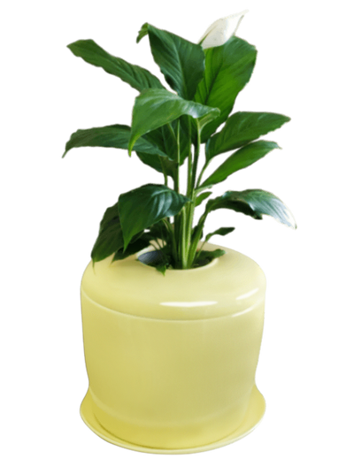 The Living Urn Indoors / Patio - Cremation Society