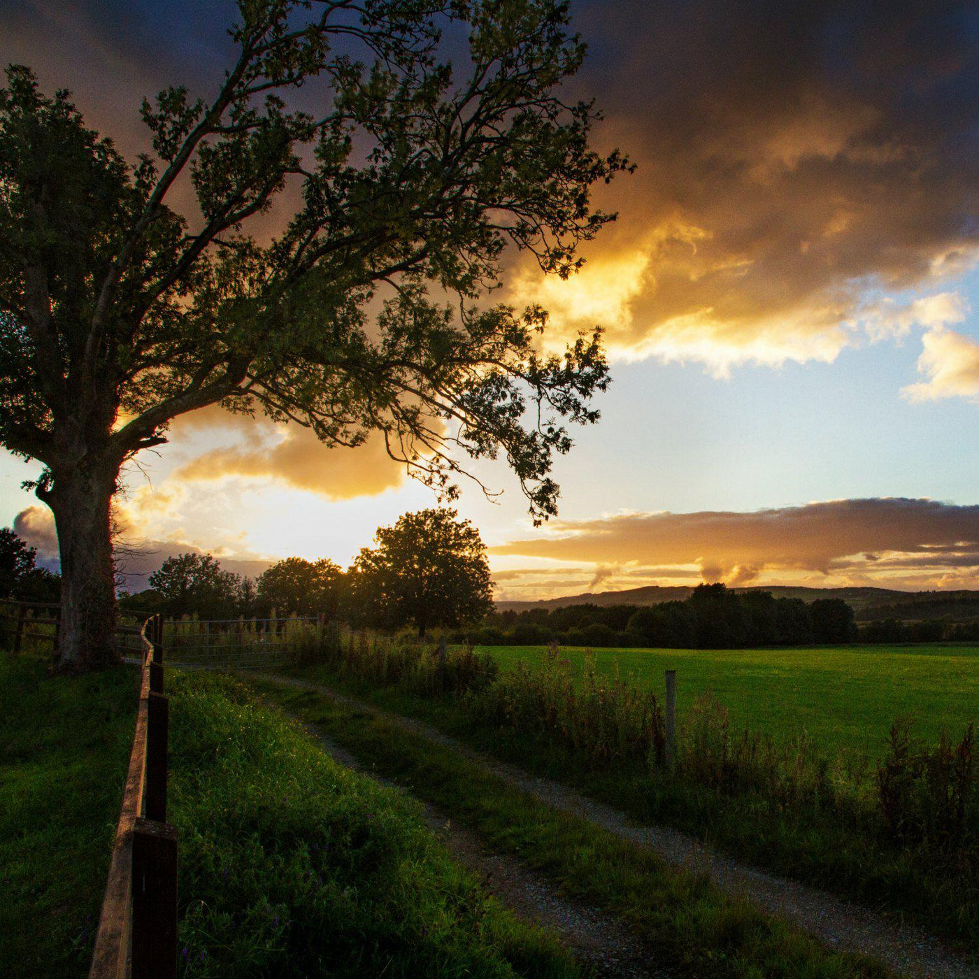 The Irish Living Urn - Blake