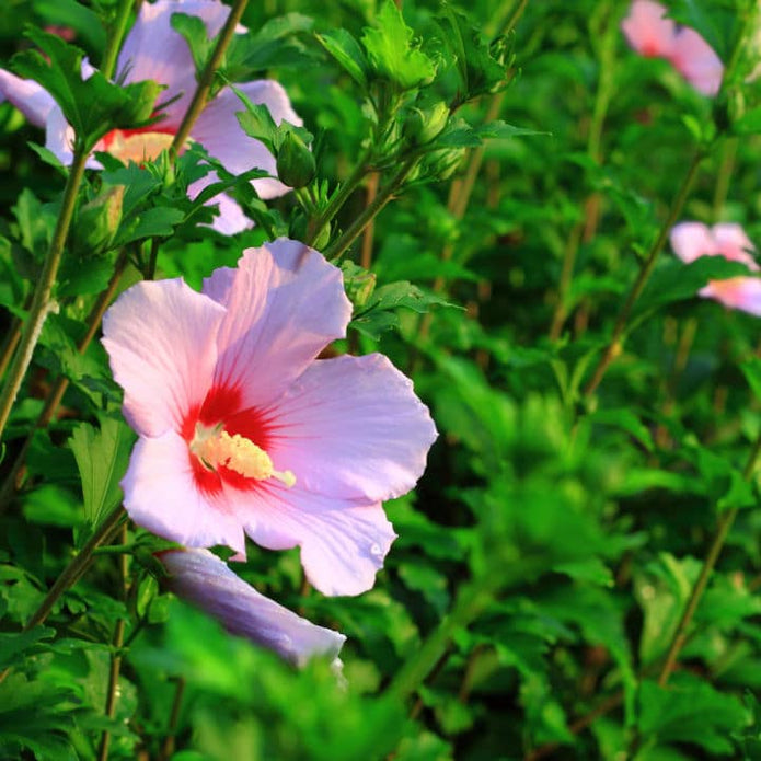 Rose of Sharon (Minerva) - Two Rivers