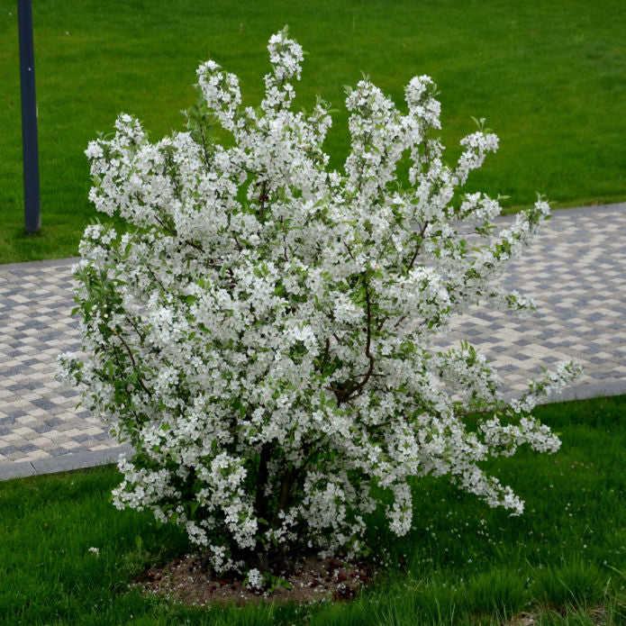 White Crabapple (Sargent) - Bunker
