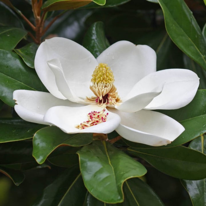 Southern Magnolia - Cremation Society