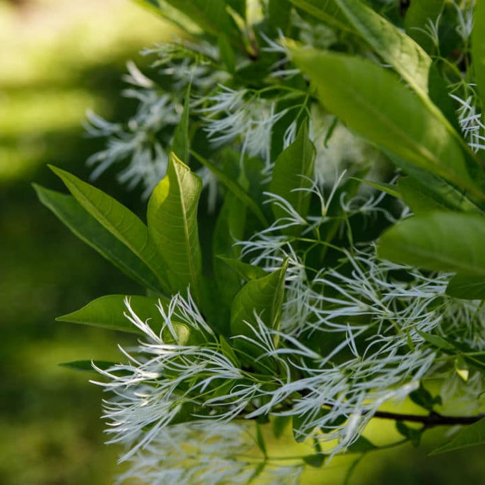 White Fringe Tree - Simple Pets