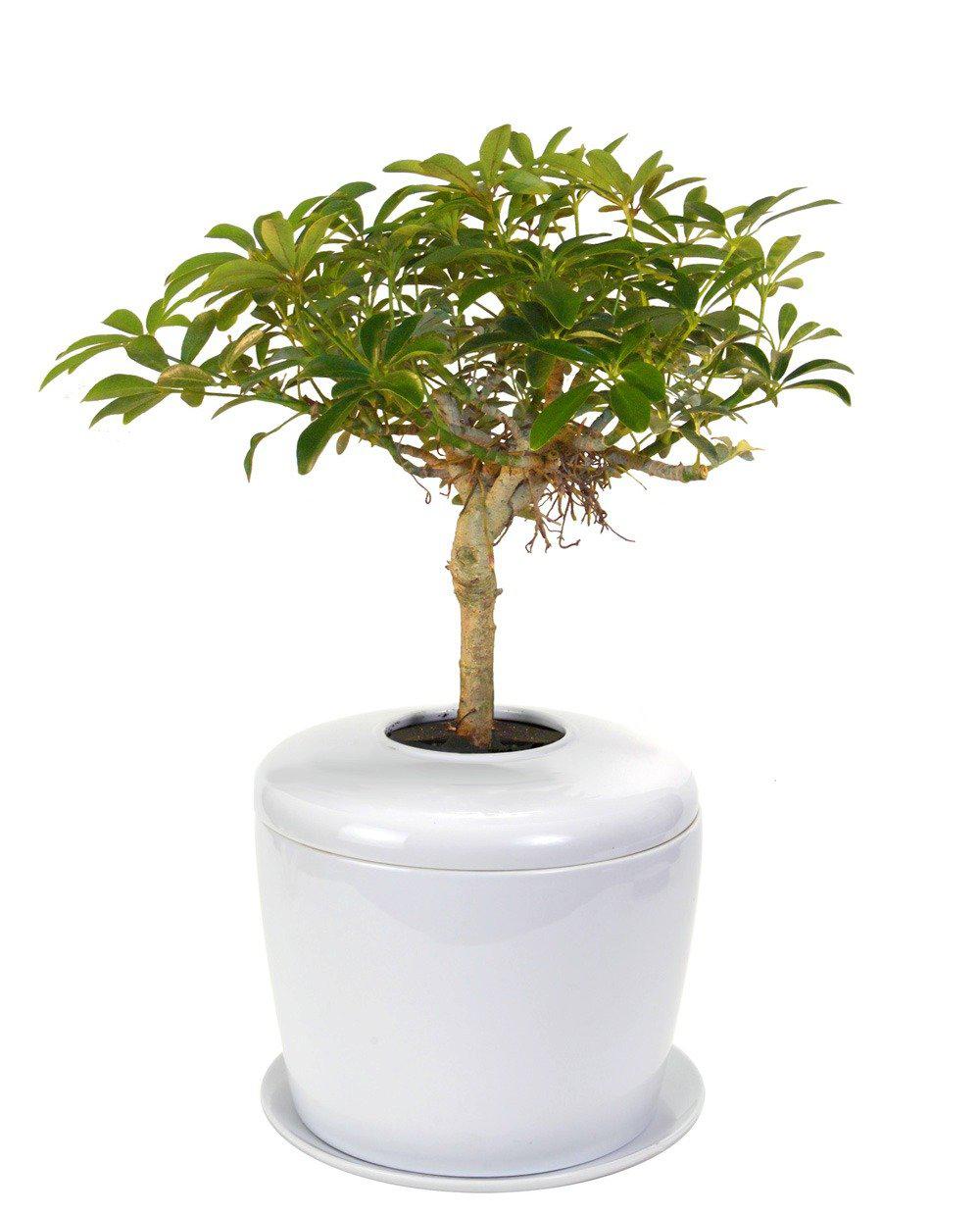 The Living Urn Indoors / Patio - Belk