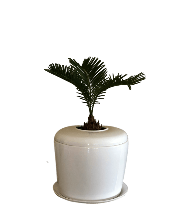 The Living Urn Indoors / Patio - Be a Tree Cremation