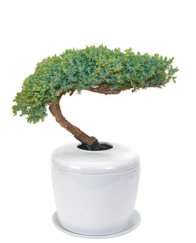 The Living Urn Indoors / Patio - Be a Tree Cremation