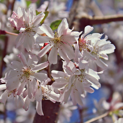 Autumnalis Flowering Cherry - Eternal Peace