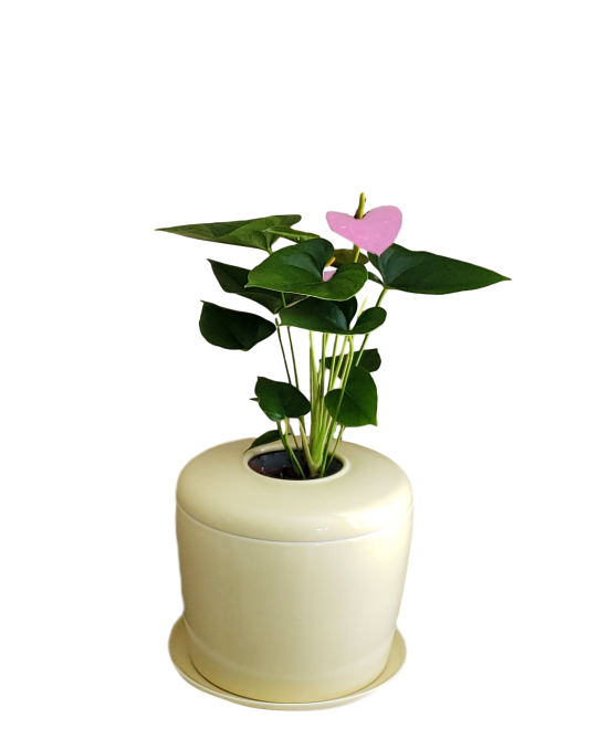 The Living Urn Indoors / Patio - Belk