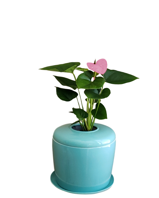 The Living Urn Indoors / Patio - Birdsong