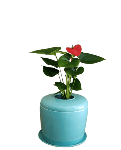 The Living Urn Indoors / Patio - Akers James