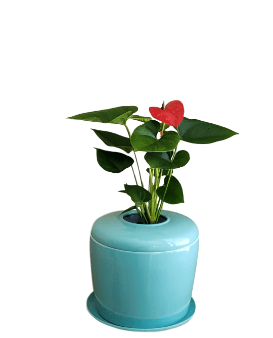 The Living Urn Indoors / Patio - Bunker