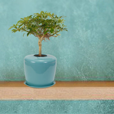 The Living Urn Indoors / Patio - Cremation Society