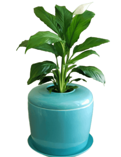 The Living Urn Indoors / Patio - Belk