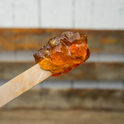 Sugar Maple - The Living Urn