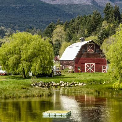 Weeping Willow - Be a Tree Cremation