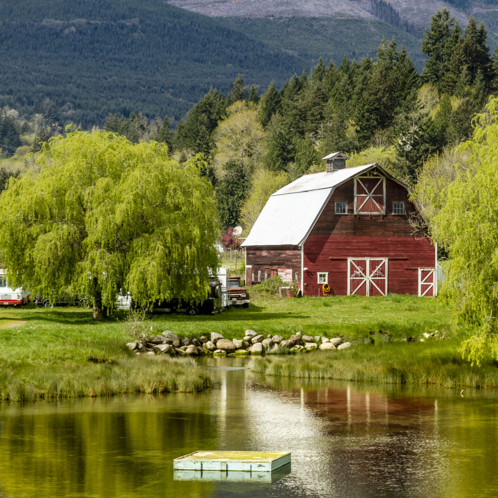 Weeping Willow - Eternal Peace