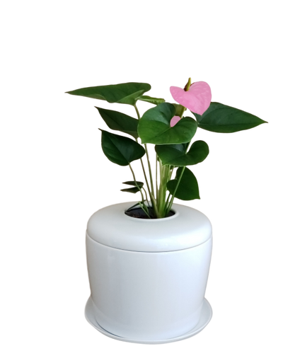 The Living Urn Indoors / Patio - Birdsong