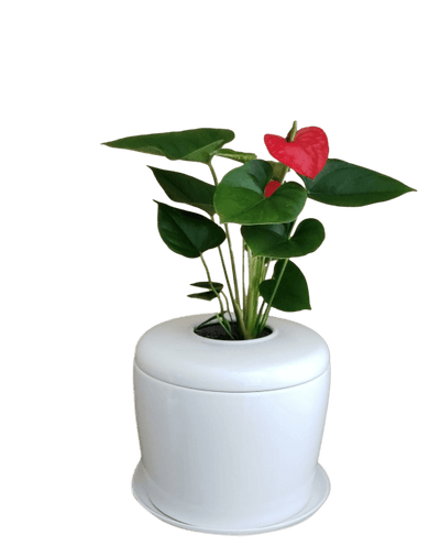 The Living Urn Indoors / Patio - Cremation Society