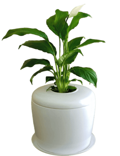 The Living Urn Indoors / Patio - Bunker