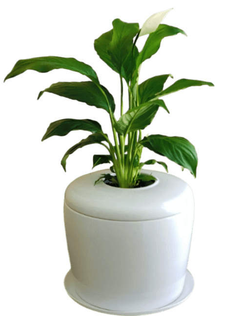 The Living Urn Indoors / Patio - Birdsong